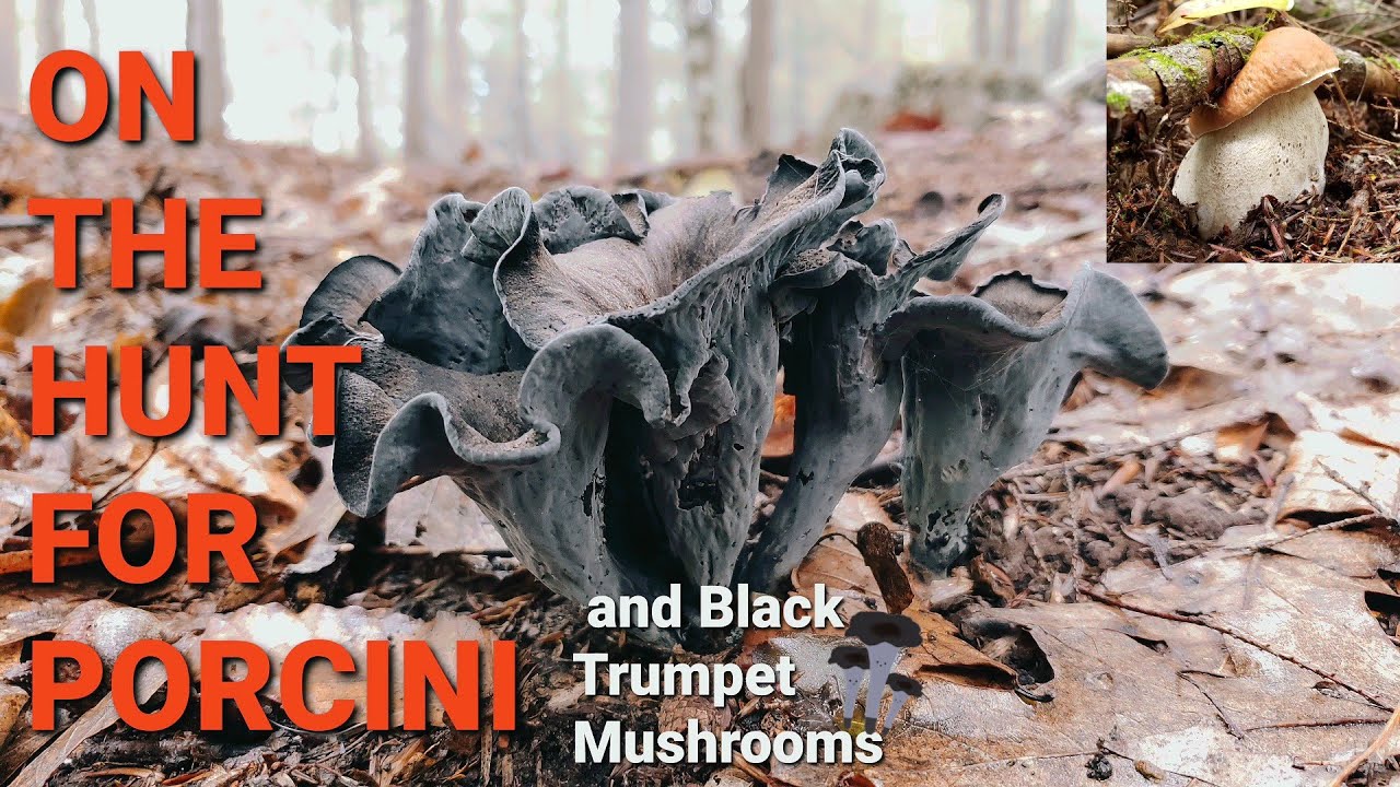 On the Hunt for Porcini and Black Trumpet Mushrooms food YouTube