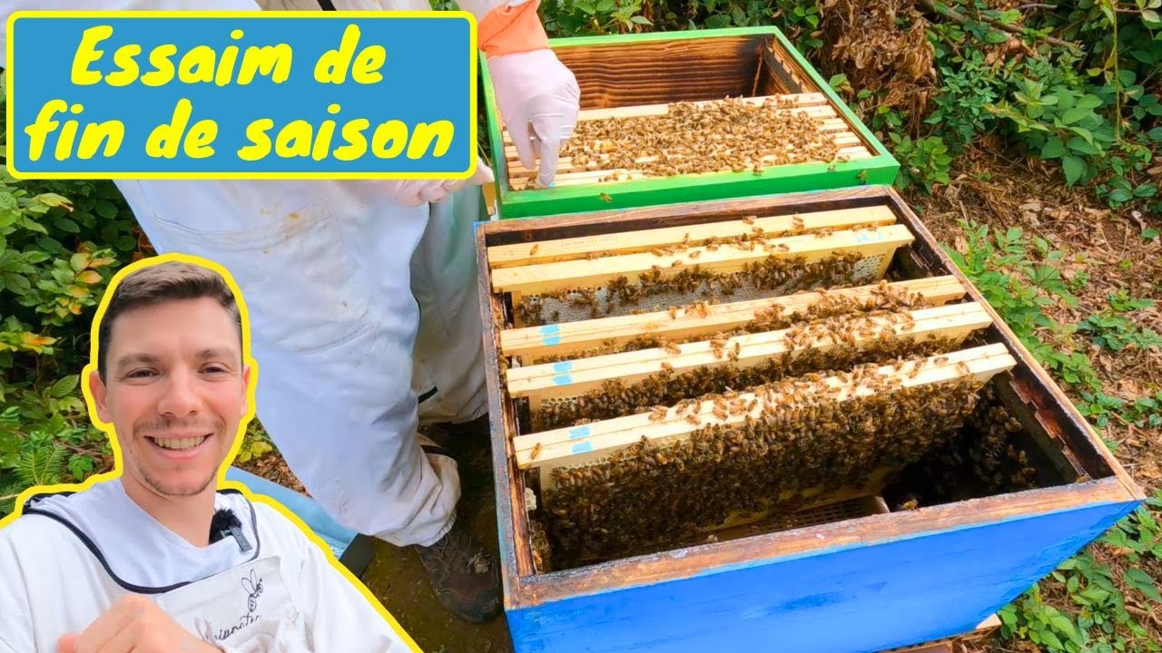 Faire un ESSAIM ARTIFICIEL de FIN DE SAISON de la manière la plus sûre et efficace (2026 arrive)