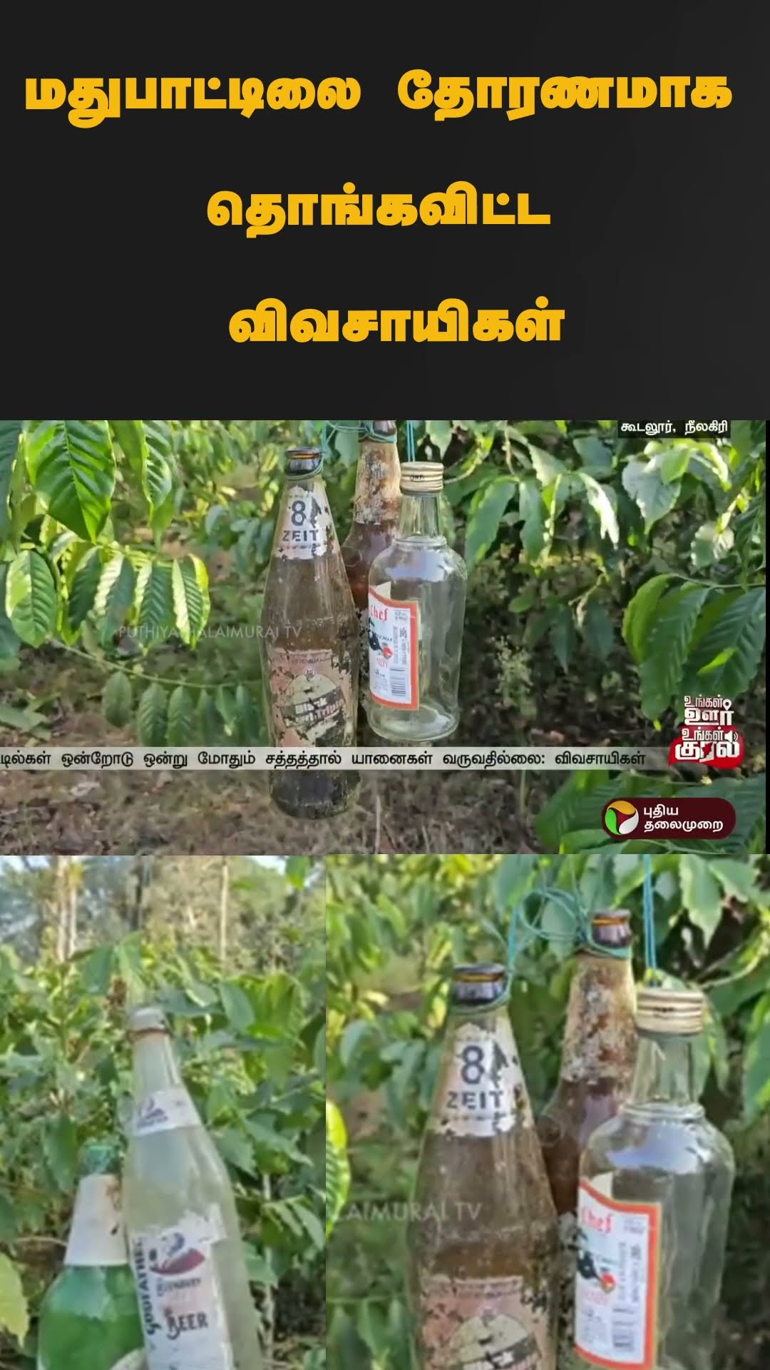 மதுபாட்டிலை தோரணமாக தொங்கவிட்ட விவசாயிகள் | #shorts | #farmers | #nilgiri
