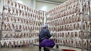 Интересный Процесс Массового Производства 12 000 Полу Сушеных Кальмаров В Корейской Рыбацкой Деревне