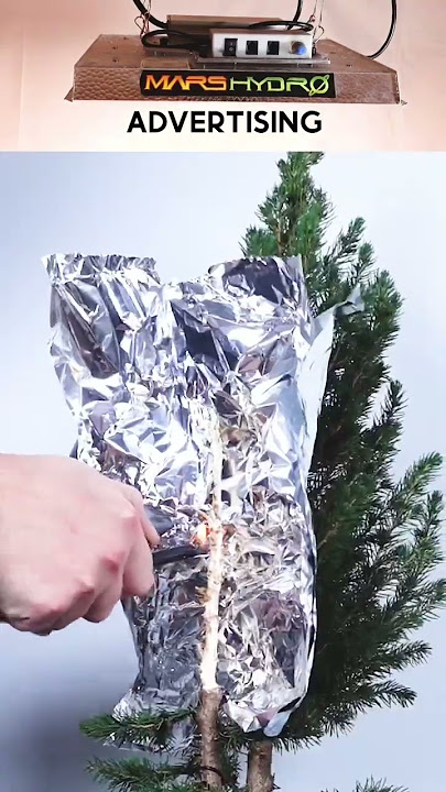 Unbelievable Garden Spruce to Bonsai Transformation