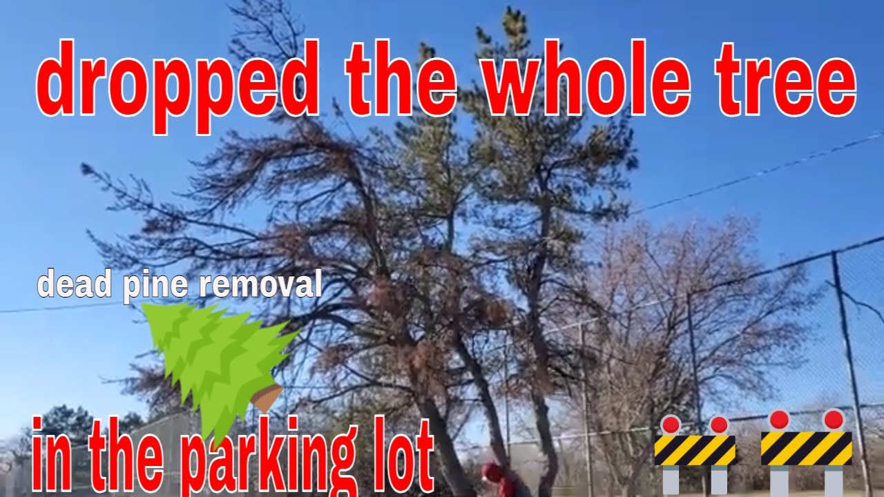 cutting down dead pine tree all at once full tree - YouTube
