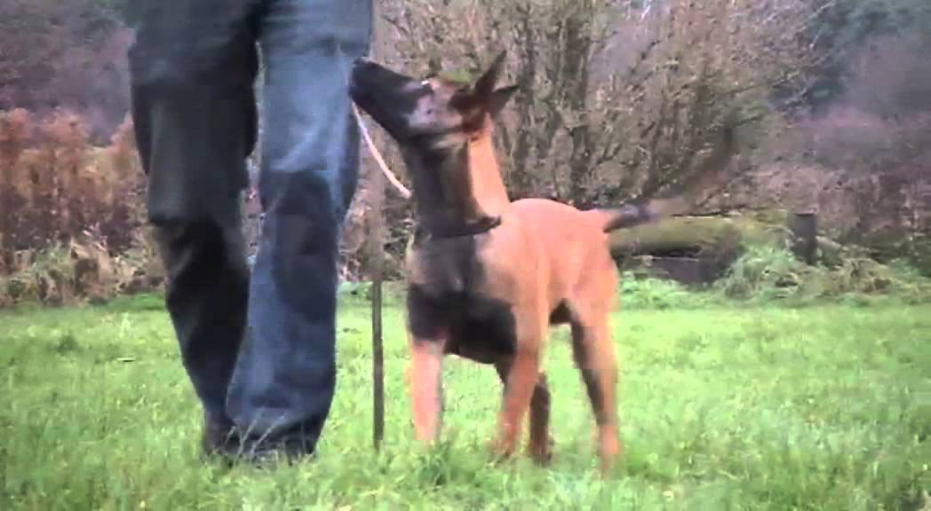 Training mechelse Herder reu Boris 4,5 maanden oud