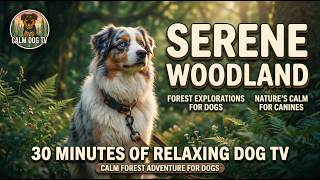 Calming Forest Adventure for Your Dog - Dog Relax TV 4K - 30 minutes