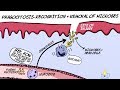 Phagocytosis - Recognition and Removal of Microbes during Inflammation