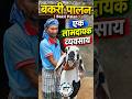 बकरी पालन एक लाभदायक व्यवसाय #bakripalan #goat #goatfarming #beetalgoat #bakra #viralgoat #shorts