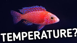 What temperature is best for cichlids | Cichlid fish water temperature.