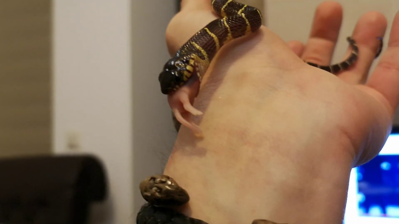 First Successful Mangrove Snake Hatchling Assist-feeding - YouTube - Feeding Snake Hatchling Pdf
