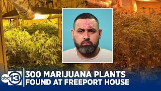 300 marijuana plants, pills worth $450K found at Freeport grow house