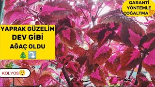 Yaprak Güzeli Dev Gibi Ağaç Oldu - Kolyos Bakımı - Çoğaltımı- Coleus