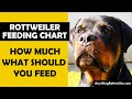 Rottweiler Puppy Feeding Guide: Nutritional Needs and Growth
