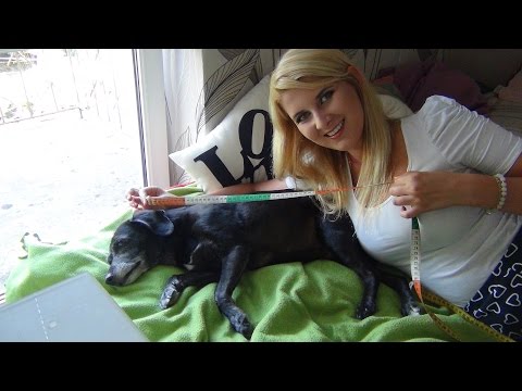 Wideo: Jak Wybrać Budę Dla Psa?