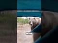 Cazador encuentra un oso 🐻 fuera de su campaña 🏕️