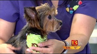 Dog missing from Texas for 6 years shows up in Indiana