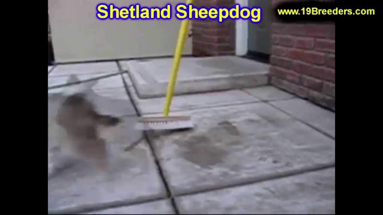 Shetland Sheepdog, Puppies, Dogs, For Sale, In Huntington, County, West