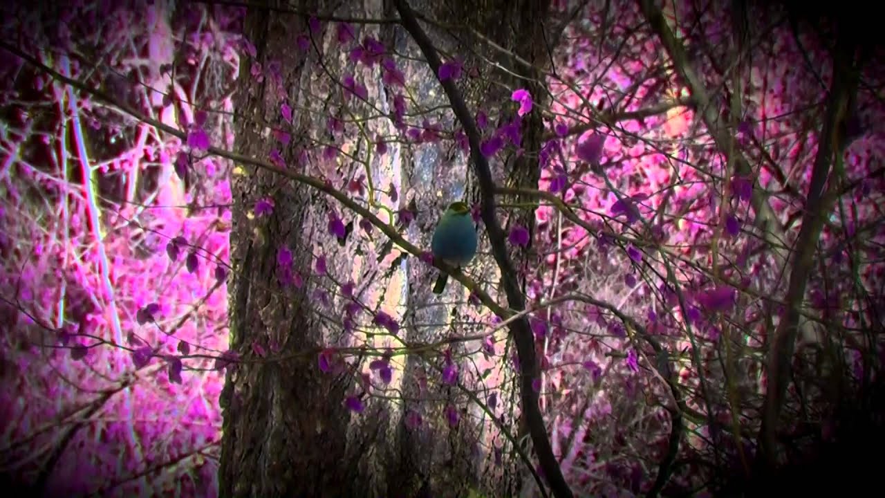 Снегири не улетают никогда - YouTube