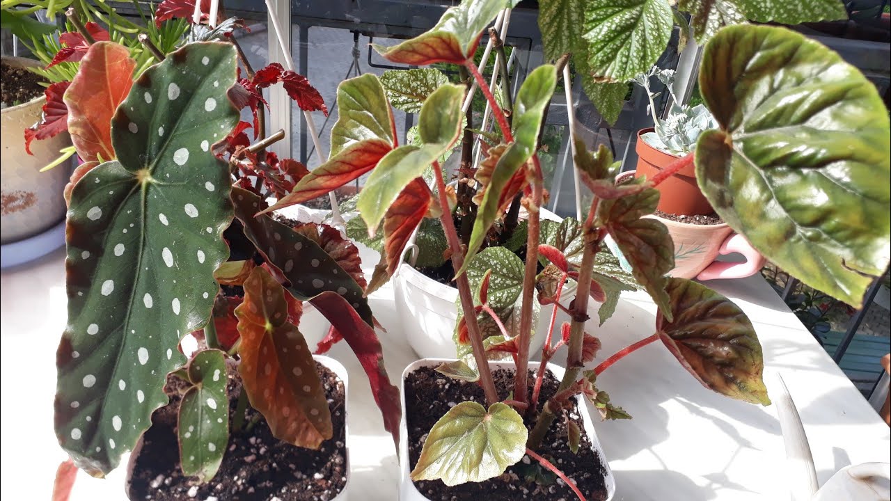 Yağlı Begonya ve Maculata @CaneserBulut Begonyası:)pazardan aldım:)