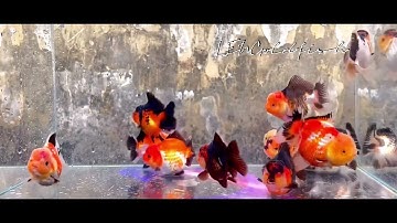 Oranda Short Tail trại Paiy Thái Lan - dòng cá hot nhất thị trường hiện nay