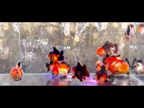 Video Oranda Short Tail trại Paiy Thái Lan - dòng cá hot... - youtube