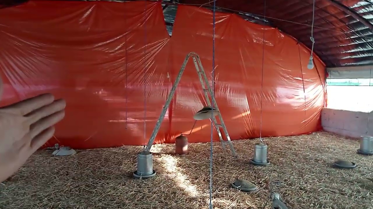 #طريقة تركيب معدات الدجاج الرومي والزيادة في مساحة التربية 🐣🐤🐥🐔