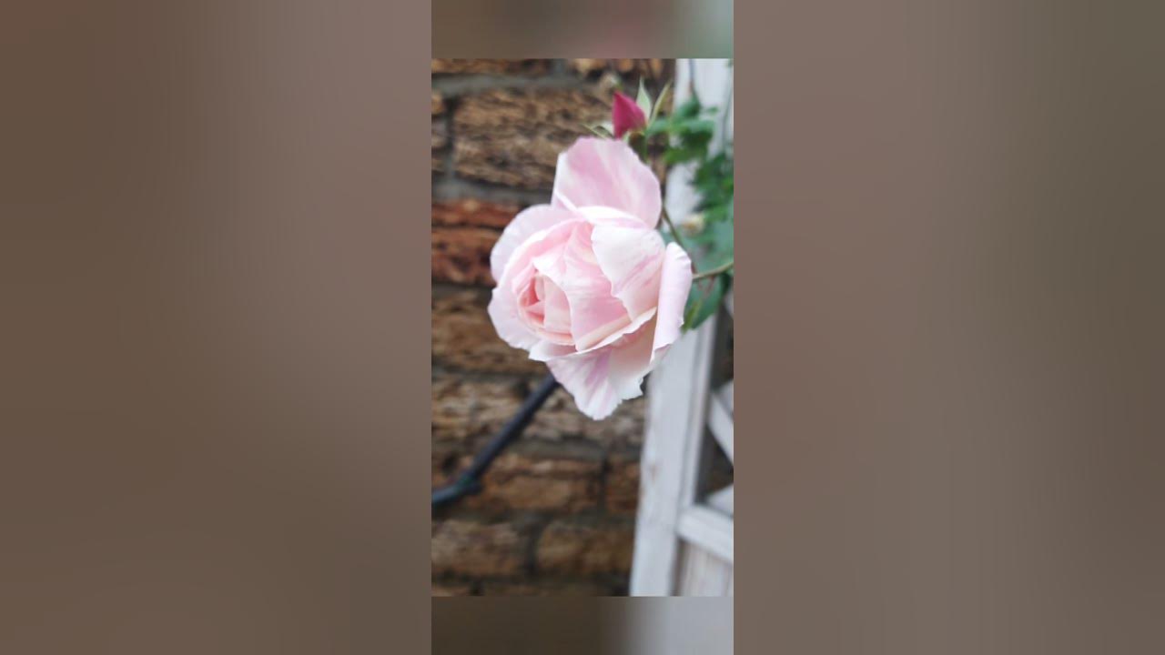 Роза Бийе ду - YouTube