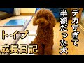 デカすぎて半額で売られていたトイプーの成長日記(8ヶ月)【トイプードル】