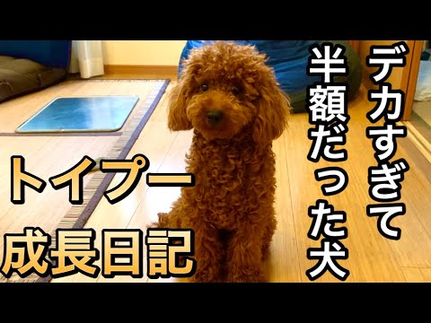 デカすぎて半額で売られていたトイプーマロンの成長日記 8ヶ月 トイプードル Youtube デカすぎて半額で売られていたトイプーマロンの成長日記 8ヶ月 トイプードル Youtube