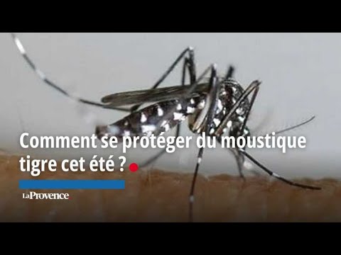 Comment se protéger du moustique tigre cet été ?