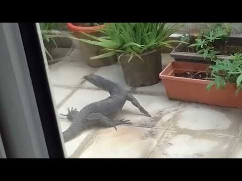 Komodo dragon #komododragon #shortvideo #shorts