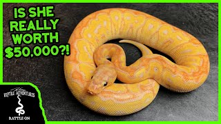 IS THIS REALLY A $50,000 SNAKE?!