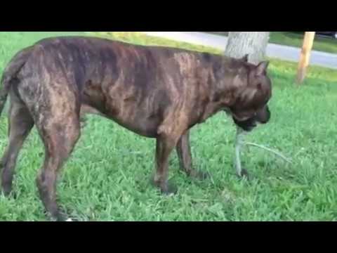 tiger pitbull puppies