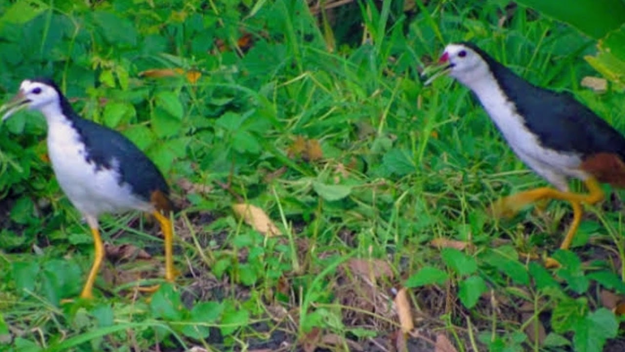 Suara burung ruak-ruak betina. Cocok untuk memanggil burung ruak2