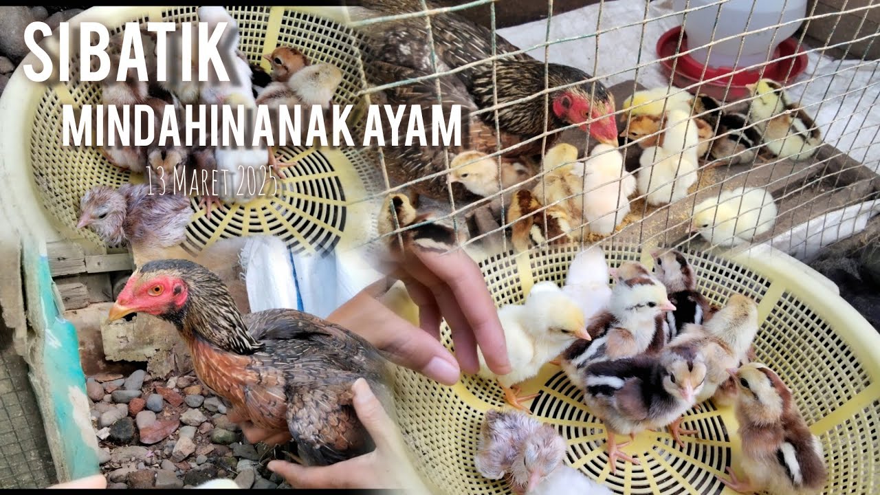 Wah NETAS ‼️Mindahin Anak si Batik yang Baru Menetas || AYAM AYAM KESAYANGAN 🐔🐥🙈🙉