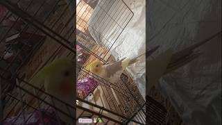 #cockatiel #рекомендации #корелла #birds #попугай #parrot #pets #animals #rabbit #rabbitlife