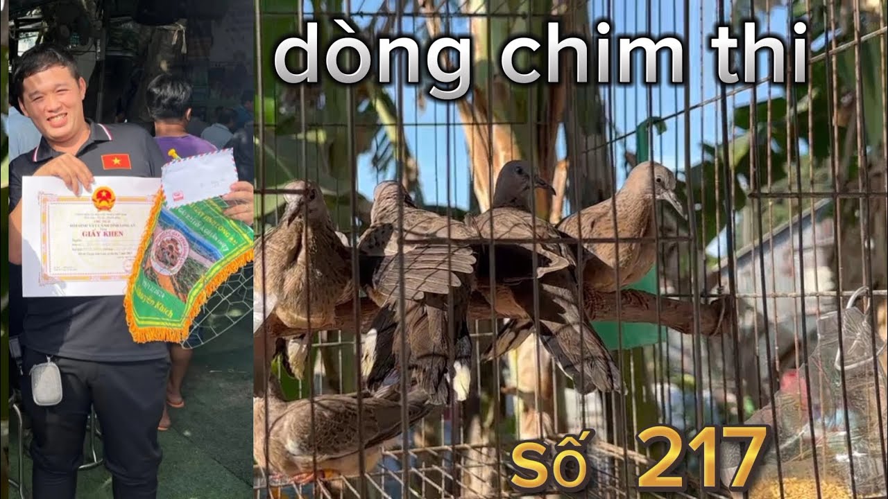 Chim cu gáy Malaysia.. dòng chim thi Bến lức Long An 0397965493 Zalo cỏ chỉ