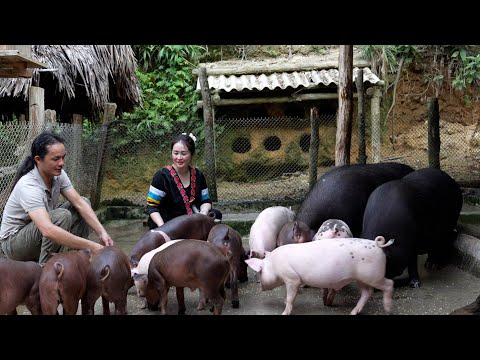 Zon, Vang Hoa, witnesses her piglets growing incredibly fast | All the effort pays off 