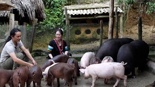 Zon, Vang Hoa, witnesses her piglets growing incredibly fast | All the effort pays off 