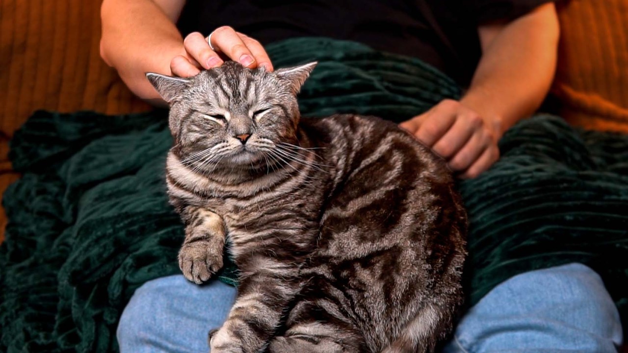 ASMR Cat Tracing and Scratches | He Loves It More Than You 😹 (No Talking, Just Purring)
