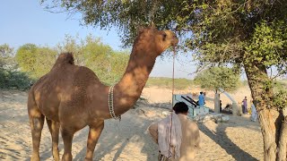 Biggest Camel Male Camels Male Tharparkar