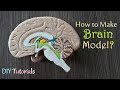 How to make half brain section model