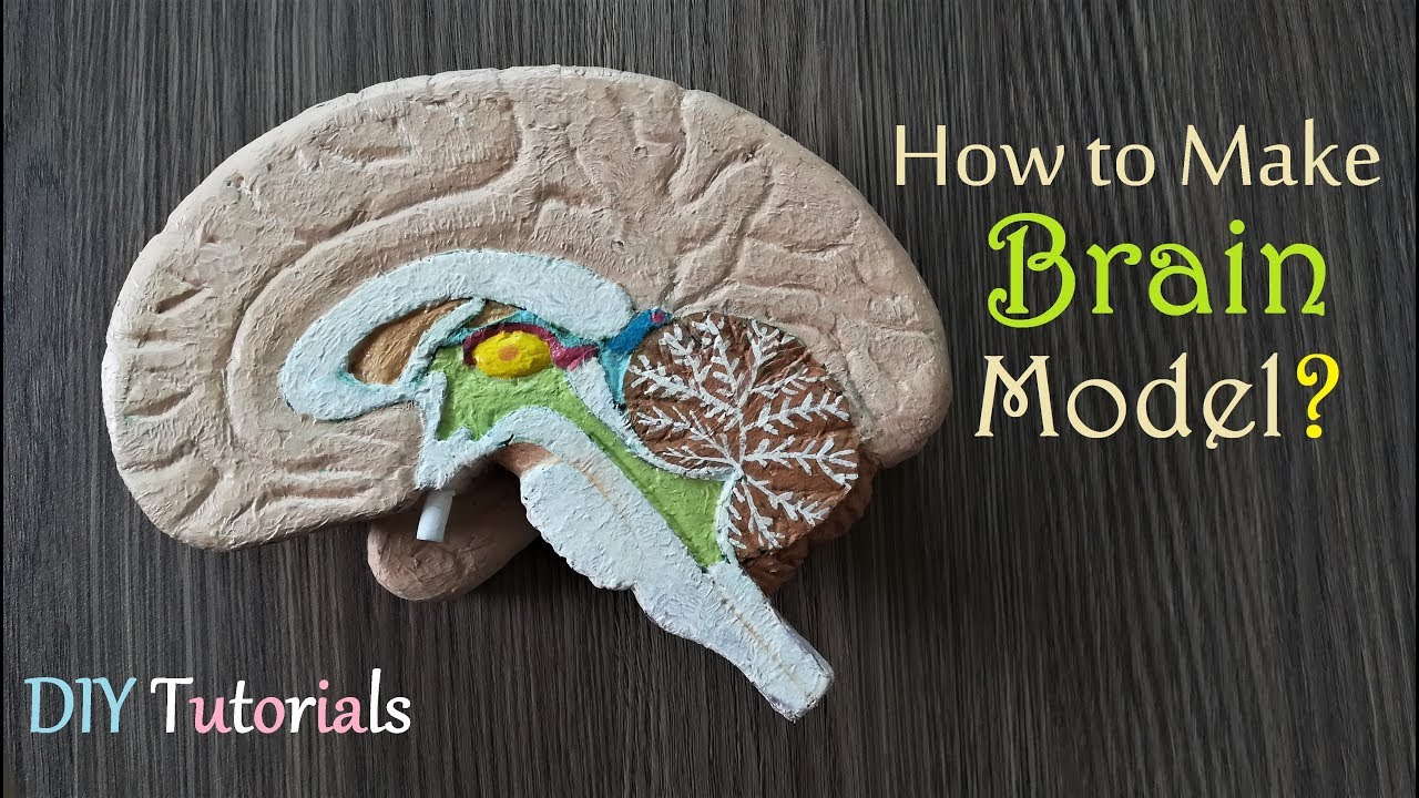 The handmade brain model showing the brain lobes painted with different