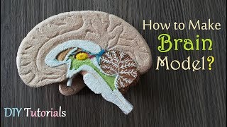 How to make Half Brain Section Model