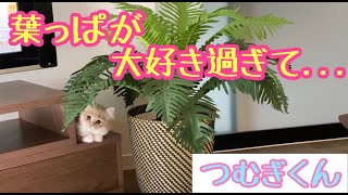 猫の一人遊びみていたら事件がおきた