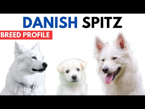 Danish Spitz Breed Profile History Price Traits Dansk Spids Grooming Needs Lifespan