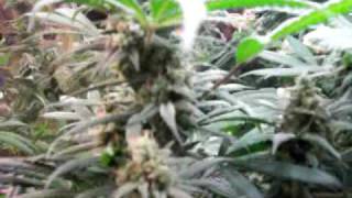 Grow Closet #18