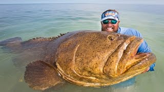Goliath Grouper Quickie - Uncut Angling - February 18, 2015