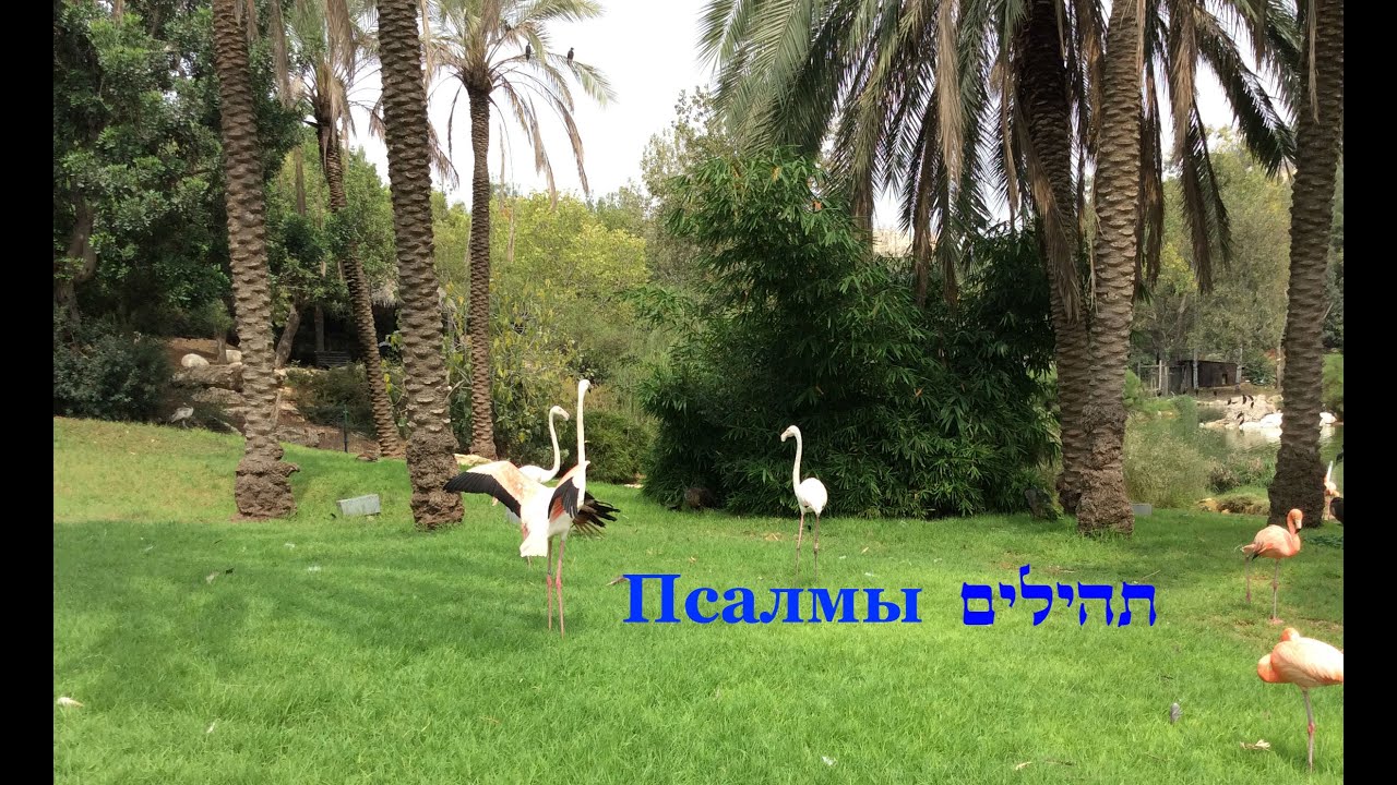 Изучаем Тэилим (Псалмы), №122 תהילים, פרק קכב Урок ведёт: Йорам Лемельман