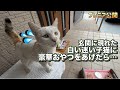 【白い迷い子猫】お腹を空かせて来た子猫に豪華おやつをあげたらまさかの反応に！？