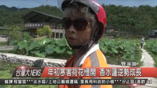 1050616觀天下新聞HD09 雙溪區年初寒害荷花慢開 香水蓮逆勢成長