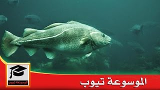 سمك القد  - تعرف ما هو سمك القد